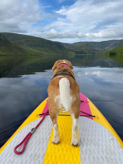 The Scottish Beagle Club
