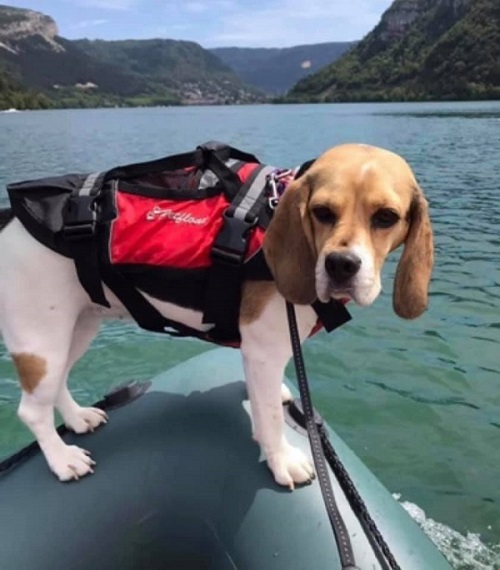 The Scottish Beagle Club