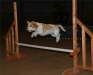 Dylan-at-Agility