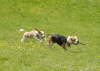 Dylan meets a fellow beagle at the park 100605