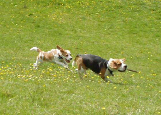 Dylan meets a fellow beagle at the park 100605