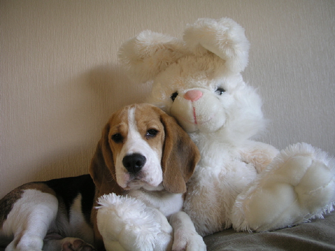 Eddie-Easter-bunny