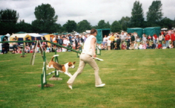 Miles competing in Agility in Ireland