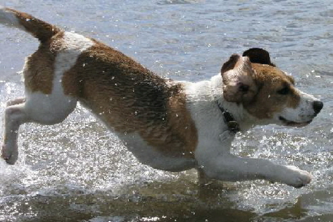 Milly in the sea