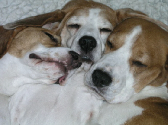 Molly, Miles and Milly enjoying a snooze