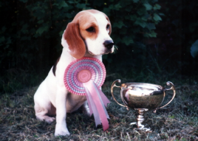 This is Katie at 10 months winning Best Puppy in Show at Coatbridge, Airdrie & District on St