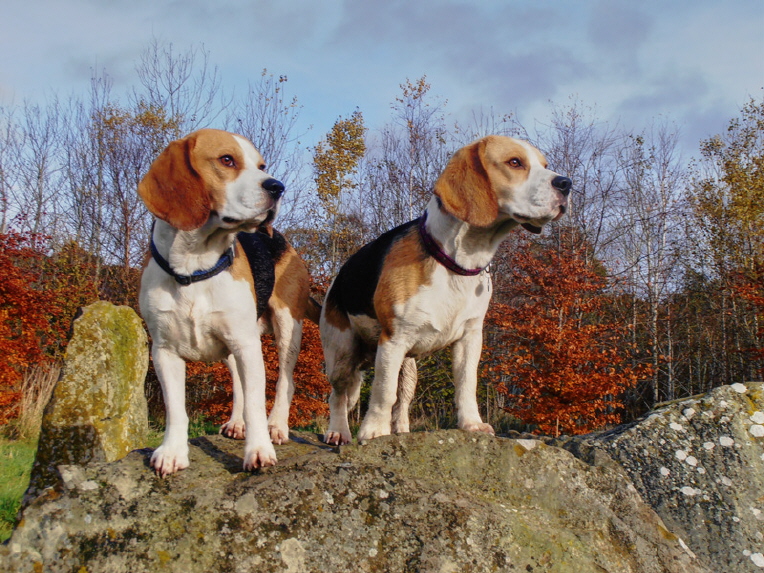 suzanne-mcgiffens-beagles